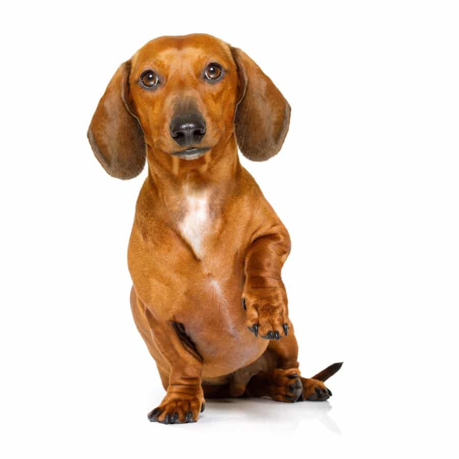 shutterstock_599868434