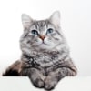 Test für 1 Katze