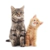 Test für zwei Katzen