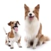 Test für 2 Hunde